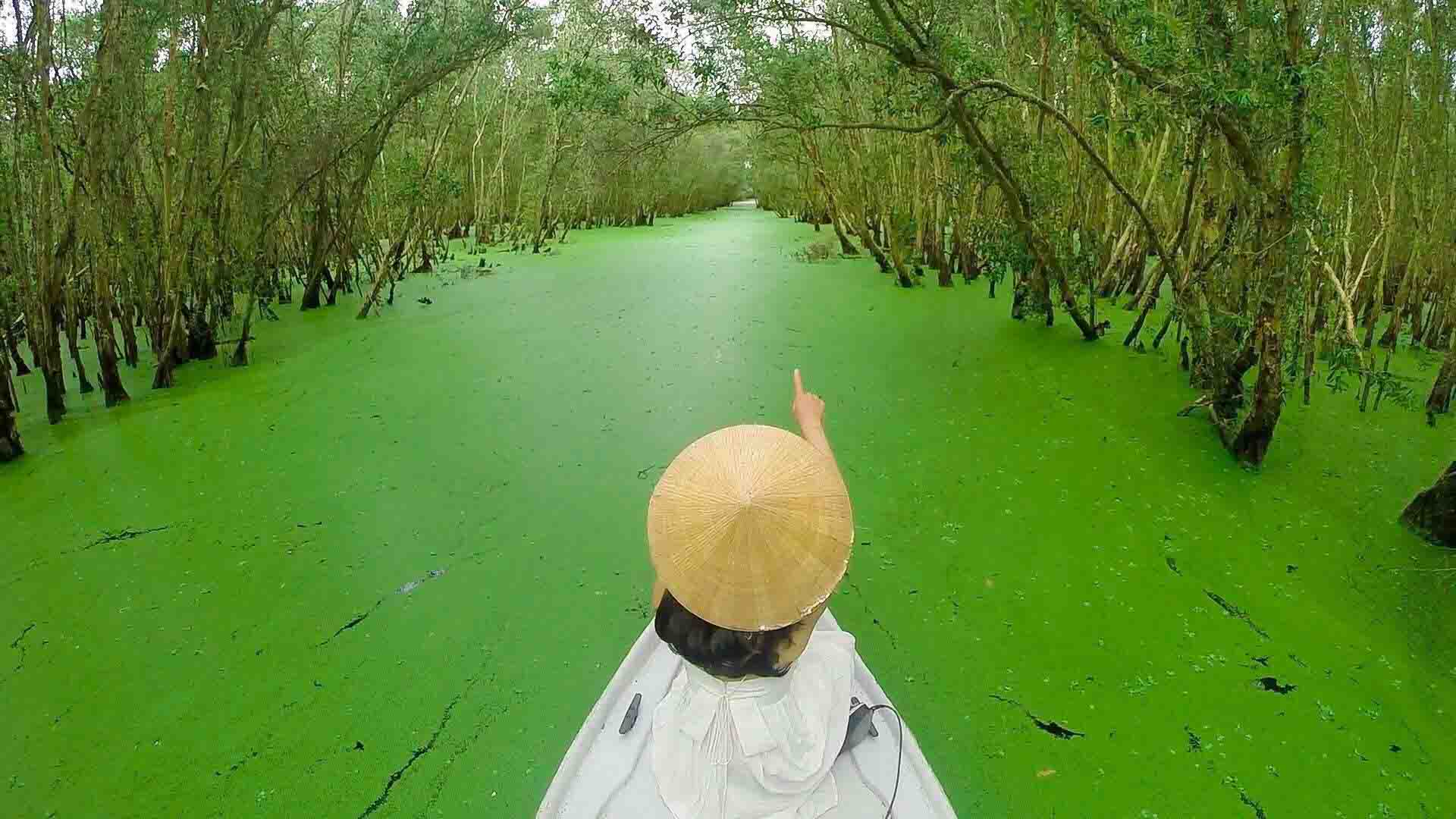 MANGROVE FOREST - MONKEY ISLAND